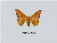 藏品(鉛斑帶鉤蛾)的圖片